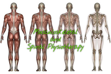 Musculoskeletal & Spinal Physiotherapy